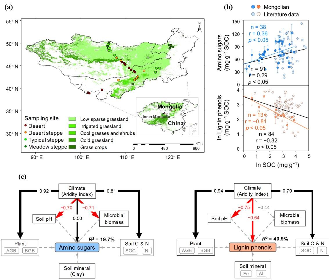 微生物殘?bào)w碳在草地土壤有機(jī)碳積累中的關(guān)鍵作用研究進(jìn)展 微生物殘?bào)w碳在草地土壤有機(jī)碳積累中的關(guān)鍵作用研究進(jìn)展