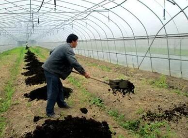 有機(jī)肥用不對(duì)會(huì)燒根這么救才有效 有機(jī)肥用不對(duì)會(huì)燒根這么救才有效